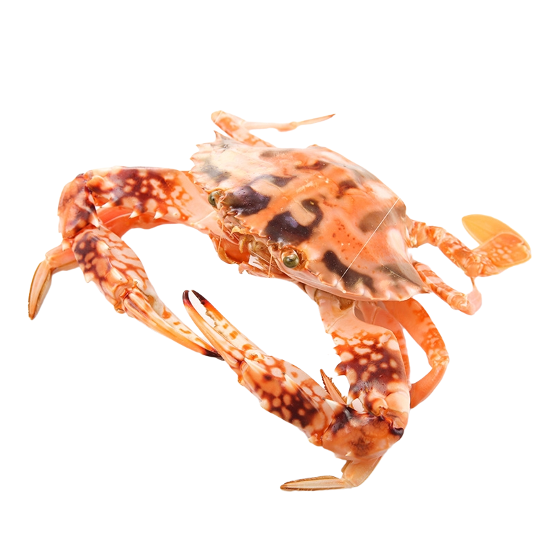 【活鲜】海蕴极鲜 红花蟹鲜活 海捕大螃蟹梭子蟹新鲜活 500-600g/只