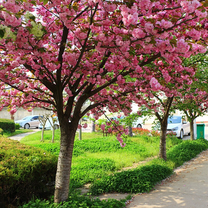 三根毛樱花树苗庭院盆栽地栽耐寒花卉晚樱早春观赏树苗绿化苗木开花花