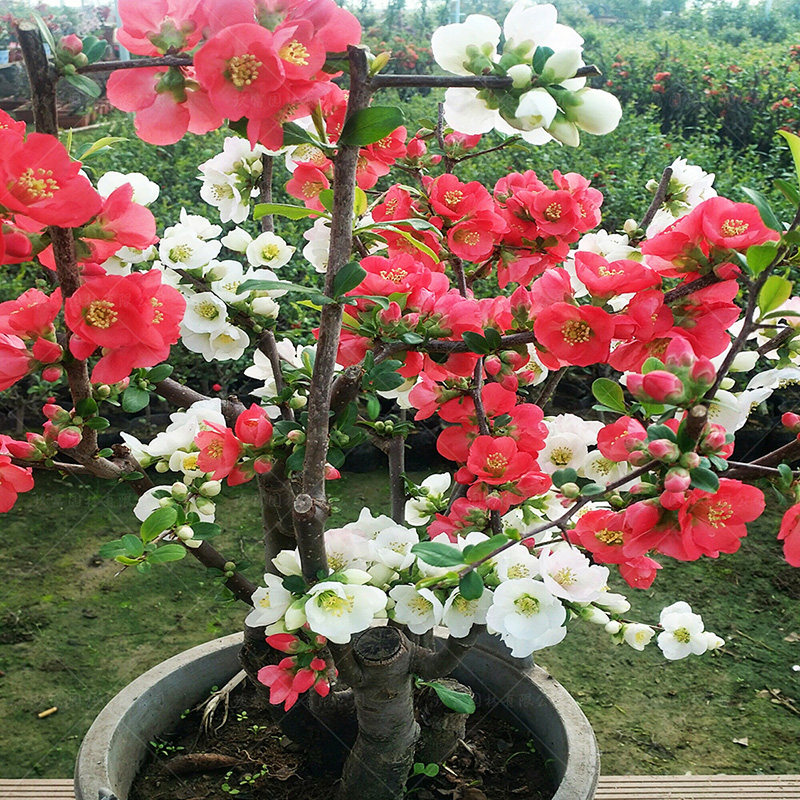海棠花苗盆栽树苗盆景重瓣老桩庭院绿植物室内花卉四季开花好养 8复色