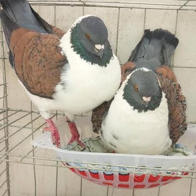 元宝鸽活体公母一对观赏鸽大体三色摩登娜鸽子活体公斤肉鸽好养活