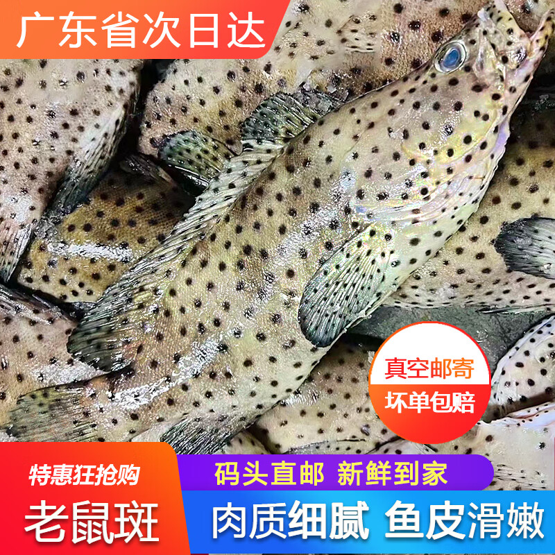 老鼠斑鱼鲜活冷冻海捕请客海鲜水产一条约七两石斑鱼东星斑