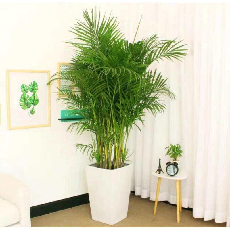 萌妹散尾葵大型室內(nèi)植物四季常青綠植客廳吸甲醛凈化空氣鳳尾竹盆栽 1.6-1.8米 不含盆
