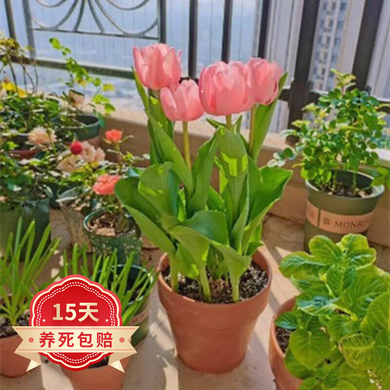 水培荷兰重瓣大种球花卉土养阳台办公桌盆栽植物 肉红印象5球土培套装