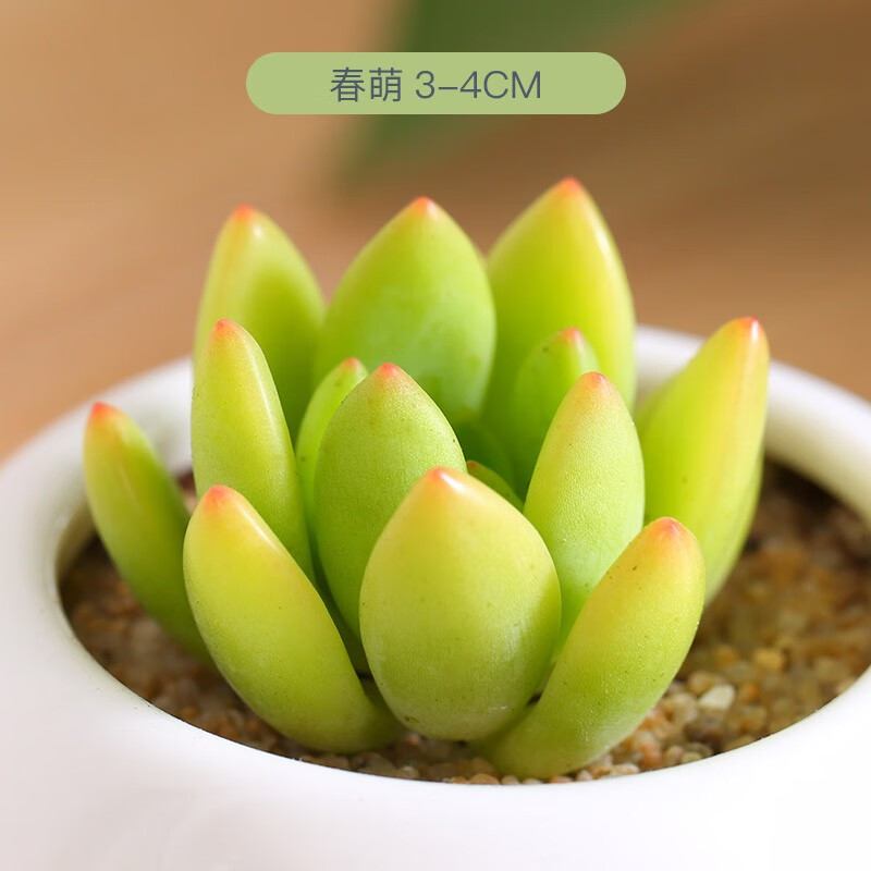 组合盆栽套餐多肉盆栽花卉含花盆云南精养肉肉易养阳台植物 春萌3-4cm