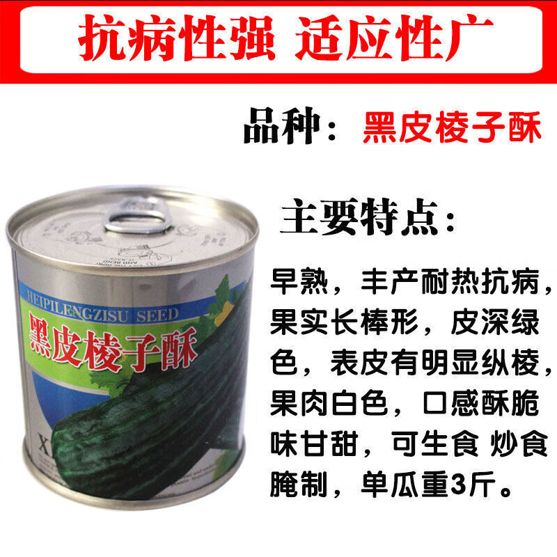 黑皮棱子酥酥脆菜瓜脆瓜种子 春夏秋播蔬菜籽 酥脆爽口早熟易种孑