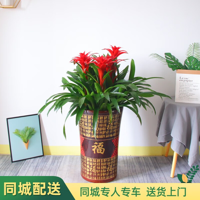 京东可以看大型绿植历史价格吗|大型绿植价格比较