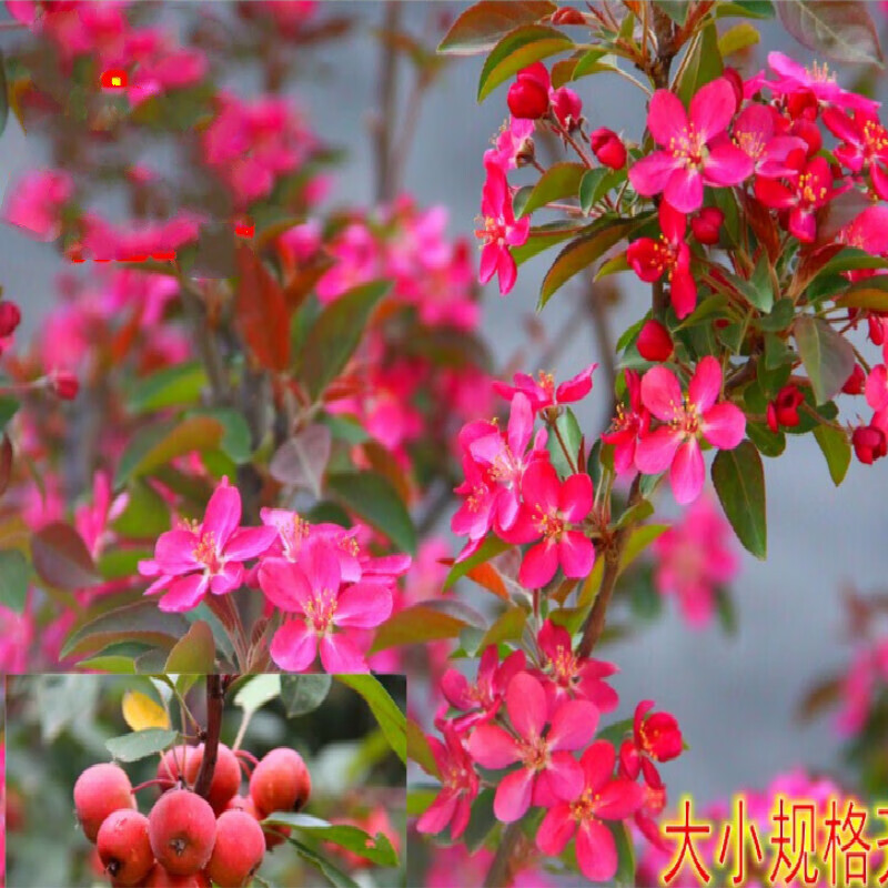 泰西丝垂丝海棠树高杆西府海棠垂丝海棠北美海棠苗绿化苗木庭院风景