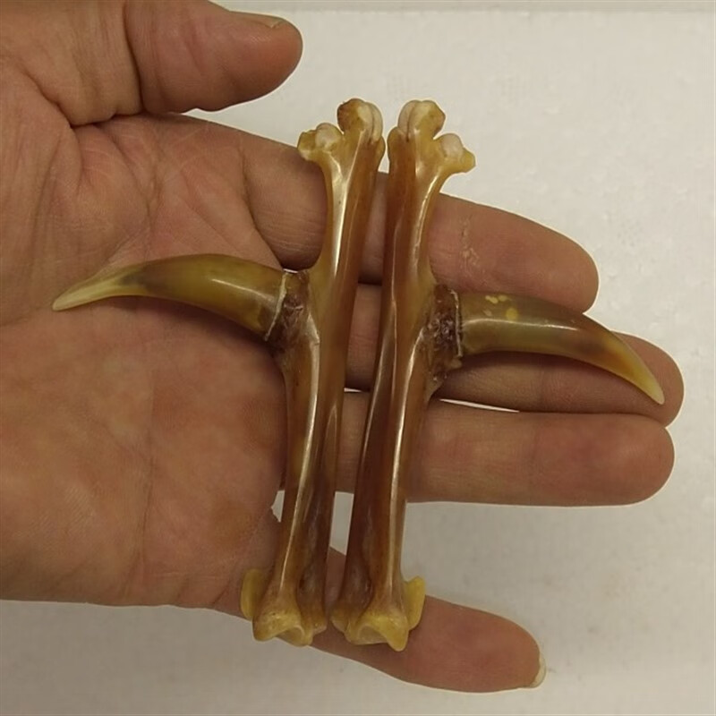 绿野客老鸡爪子盘玩文玩鸡爪骨头文玩鸡蹬子文玩鸡蹬骨鸡登子把件鸡