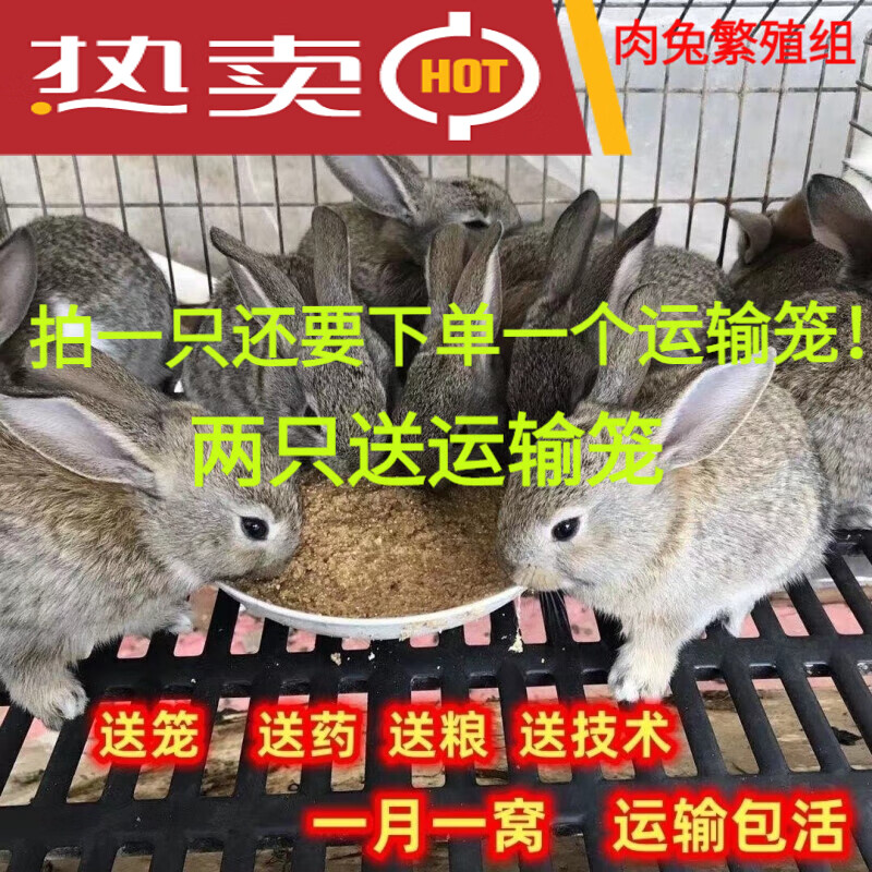 新宠之康兔子活物活体宠物家兔活兔肉兔子苗巨型兔子苗家养幼兔苗