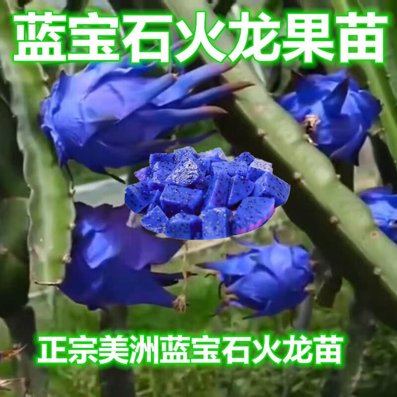 姒桀蓝宝石火龙果苗美洲蓝皮白心果树红肉品种嫁接有根苗盆栽当年结果