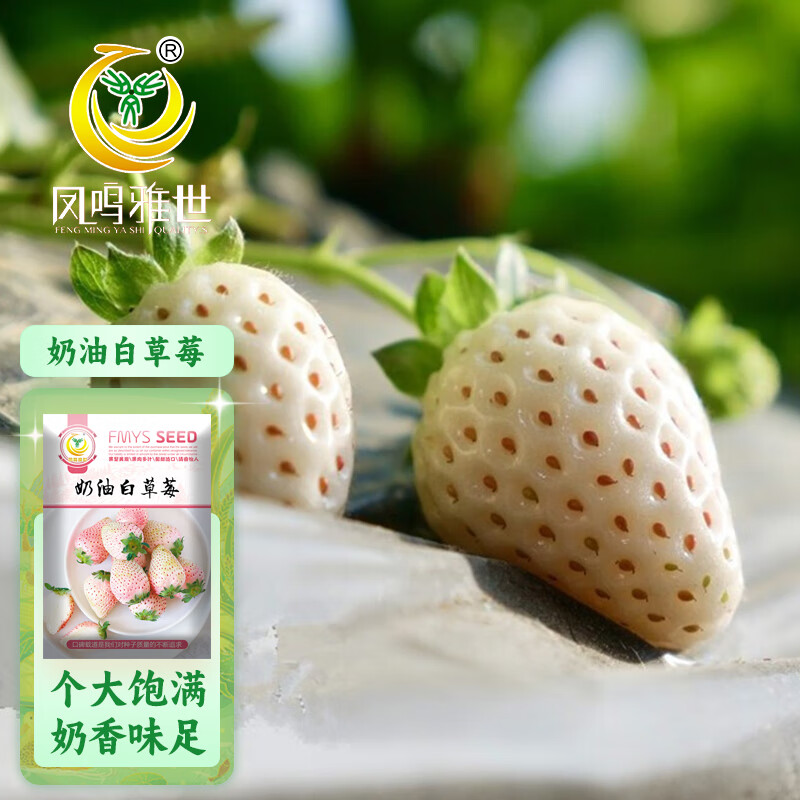 凤鸣雅世白奶油草莓种籽家庭阳台盆栽种植易活种孑奶油白草莓种子500粒