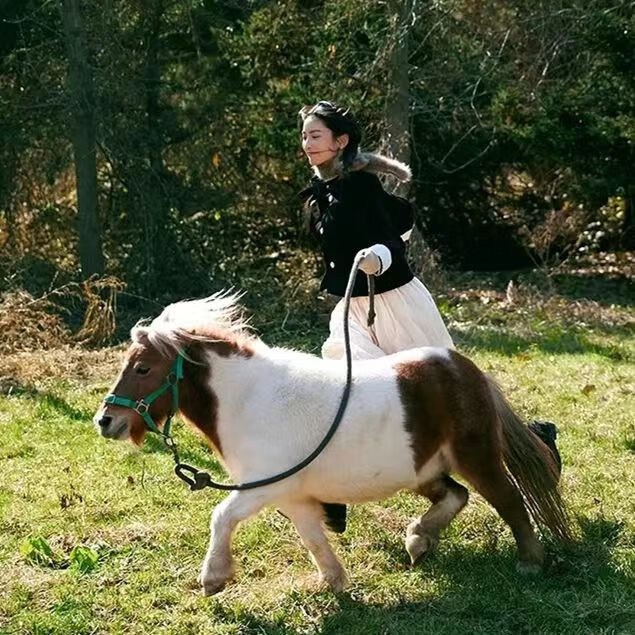 矮马宠物马活体进口设特兰小矮马活物小型骑乘马国产德宝矮种马