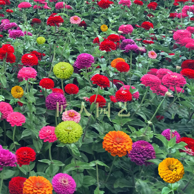 帅轩重瓣凤仙花种籽花卉秋天种的花四季播种开花 重瓣凤仙花红色100粒