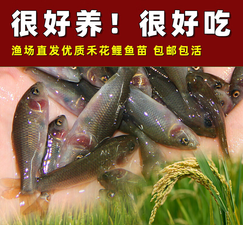 禾花鲤鱼鲤鱼淡水养殖禾花乌鲤鱼稻田禾花鲤鱼活体 禾花鲤2-3cm10条
