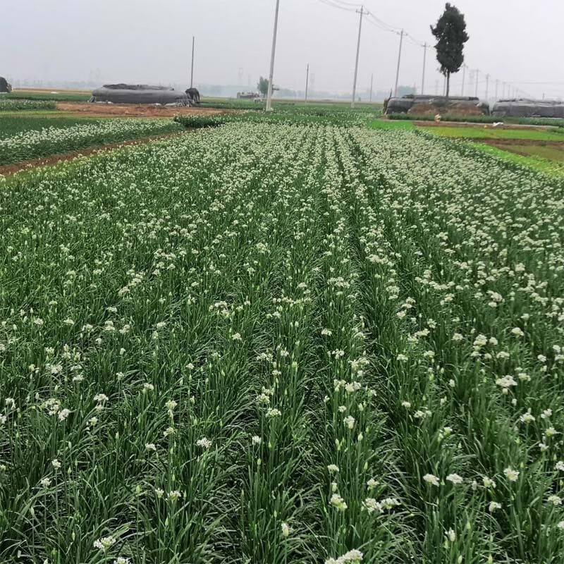 26年头茬韭菜花新鲜蔬菜现摘现发冰鲜到家韭花新鲜韭菜花韭花花菜 2斤