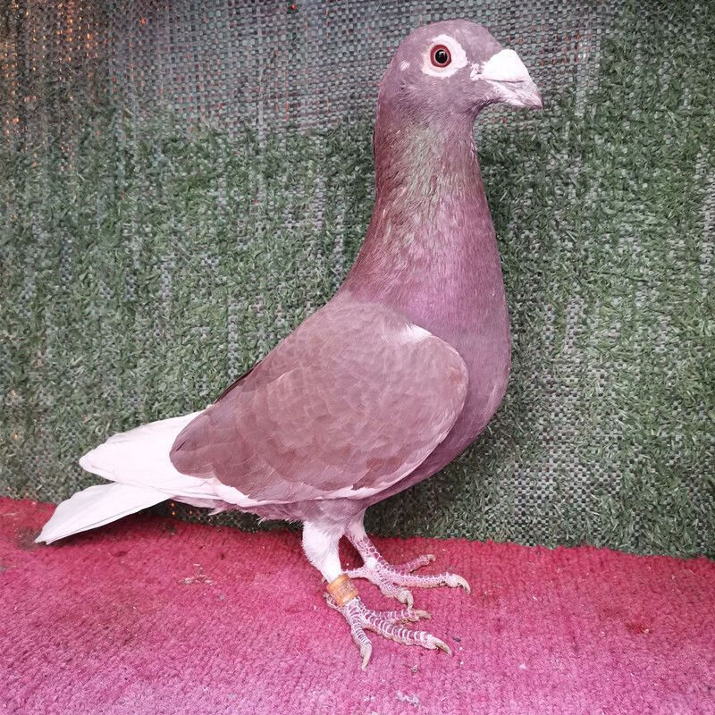 一对超远程信鸽赛鸽吴淞李鸟西翁慕利门甲幼鸽种鸽 精品西翁种鸽 一对