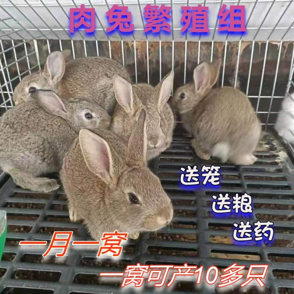 秋颖观赏大型种兔活物比利时小白兔活物新西兰肉兔家养幼 比利时兔