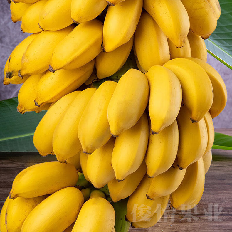 【精选果蔬】广西小米蕉新鲜水果banana粉蕉蛋蕉皇帝蕉 小米蕉【精品