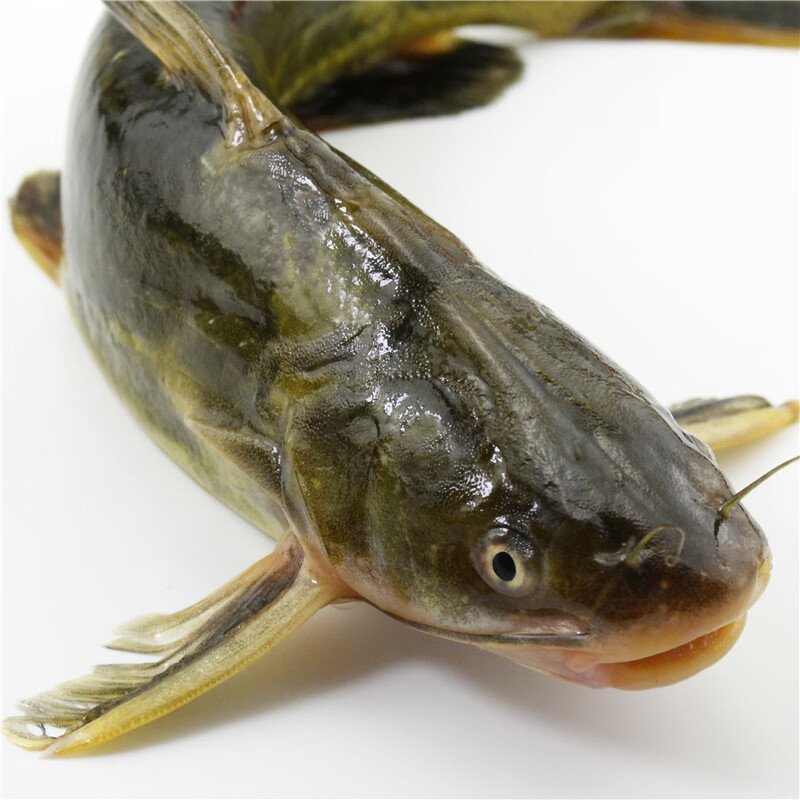 lism汪刺鱼黄刺鱼活体昂刺鱼黄颡鱼鲜活水产淡水湖鱼小溪鱼3斤装