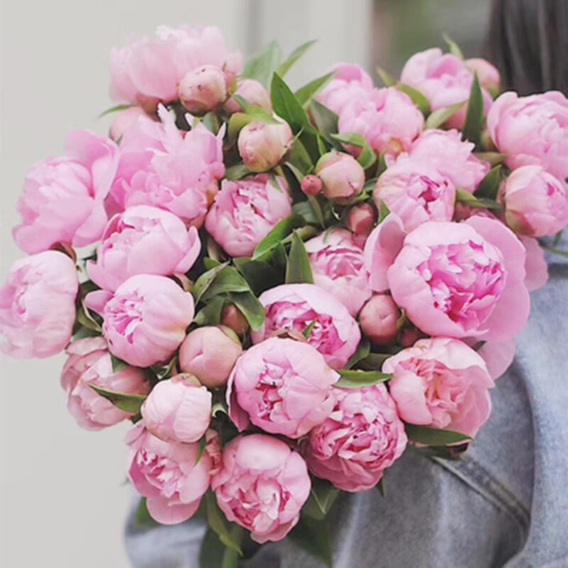 云南昆明斗南直发办公室客厅花瓶水养送 (季末质量不好)芍药随机色