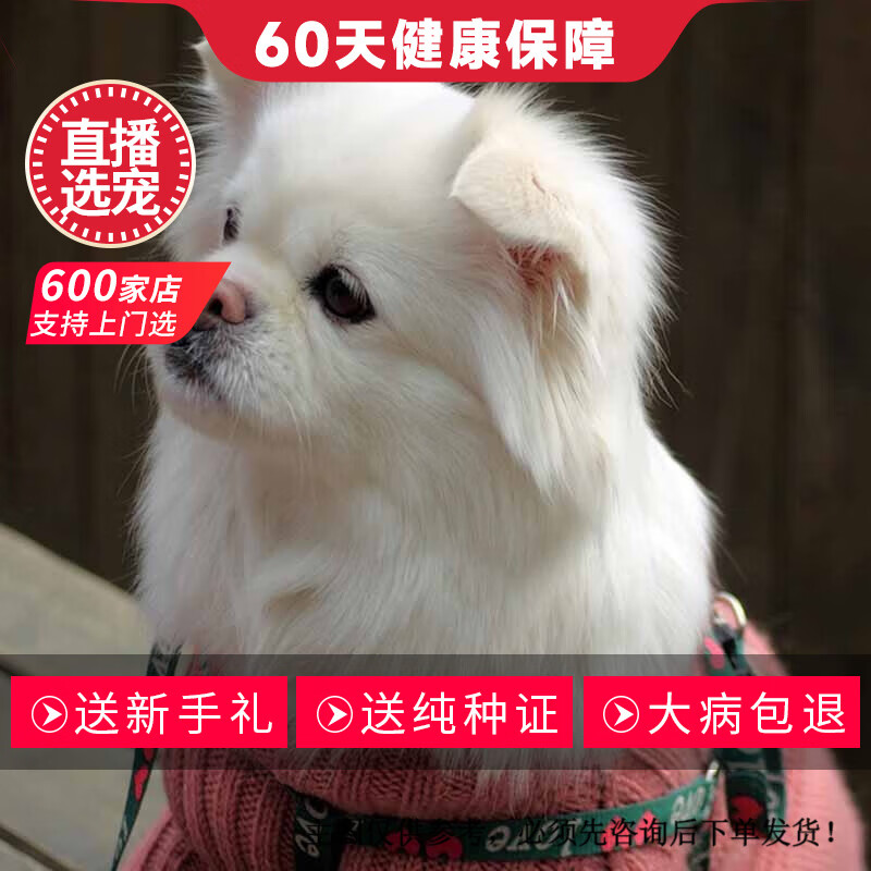 纯种宠物狗狗京巴犬京巴犬小型犬京巴狮子狗 宠物级 母