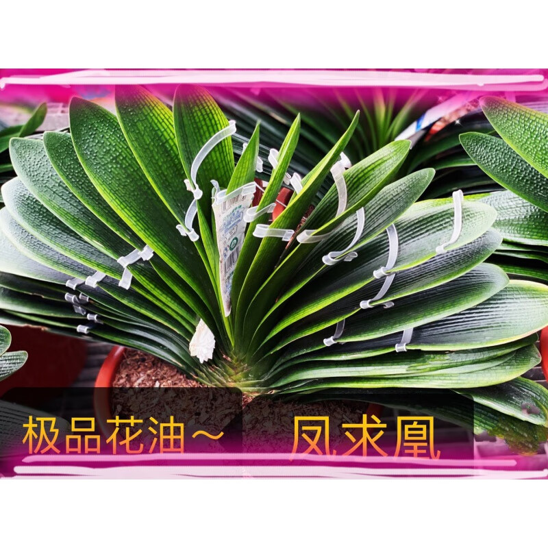 姜芮文静花坊  长春新款名贵君子兰大小苗花脸油匠短叶麻脸圆头和尚花