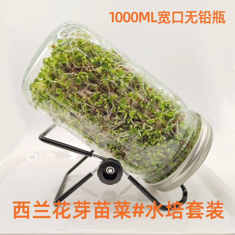 秋穎西蘭花芽苗菜種子水培天然蘿卜硫素營養(yǎng)芽菜家庭DIY育苗直銷價(jià) 1L寬口瓶套裝+西蘭花籽60克+接水