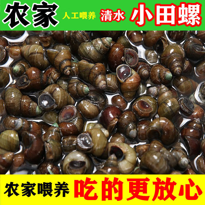 田螺鲜活淡水螺现货包活精选吐沙去尾无泥螺螺蛳肉生鲜 图安贝里 1斤