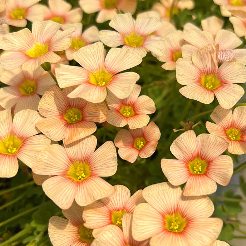 荣郁 ob系进口三叶草酢浆草球根种球oxalis棕榈叶双色冰激淋粉白桃之