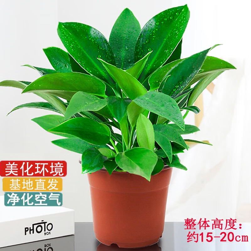 绿植花卉金钻盆栽室内绿植除甲醛绿植净化空气植物绿公主绿钻好养四季