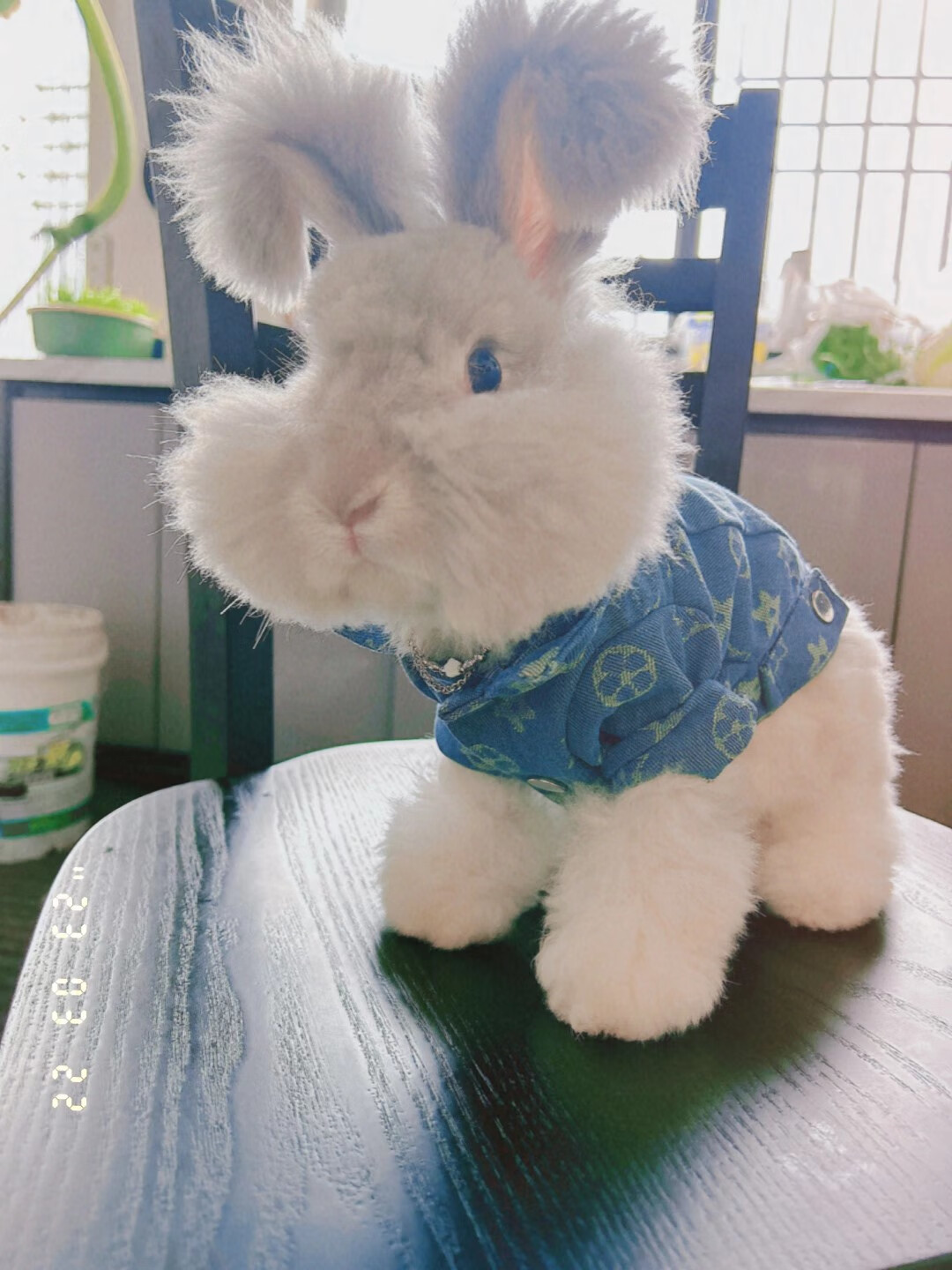 颂呵梵英系安哥拉兔 兔子活物 彩色英系安哥拉兔  宠物兔巨型安哥拉兔