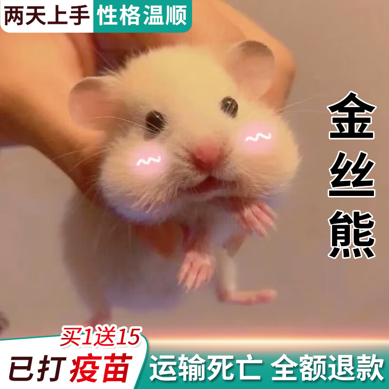 麦基乐家养金丝熊已打虎纹眼圈奶牛熊米熊精选仓鼠一公一母 公 金丝熊