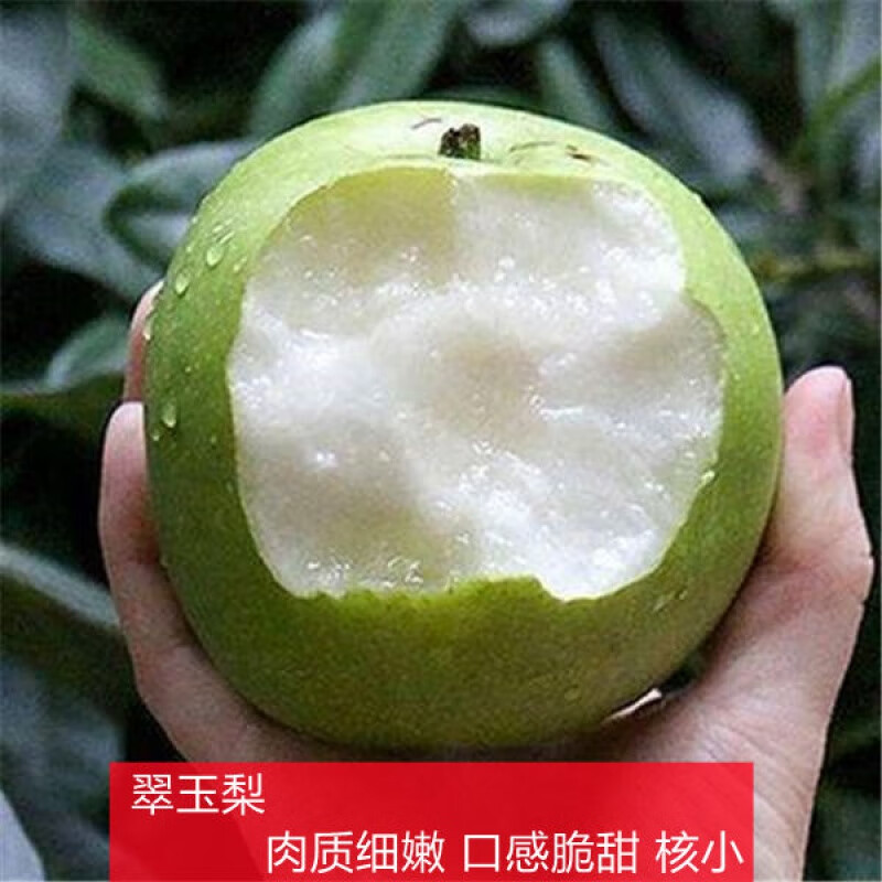 梨树苗嫁接翠冠梨新品种特大南方北方种植黄金梨当年结果梨子树苗