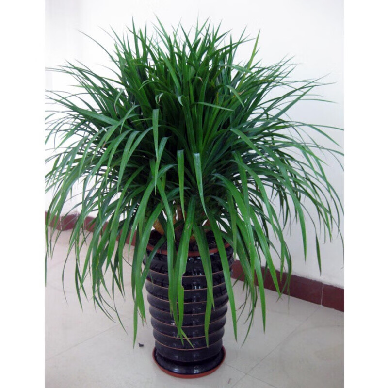 龍須鐵龍須蘭龍血樹(shù)綠植多頭龍血樹(shù)龍鐵樹(shù)辦公室內客廳盆栽花卉植物辦公室盆景 龍須樹(shù)一盆3棵【80-1米高】 原土發(fā)貨