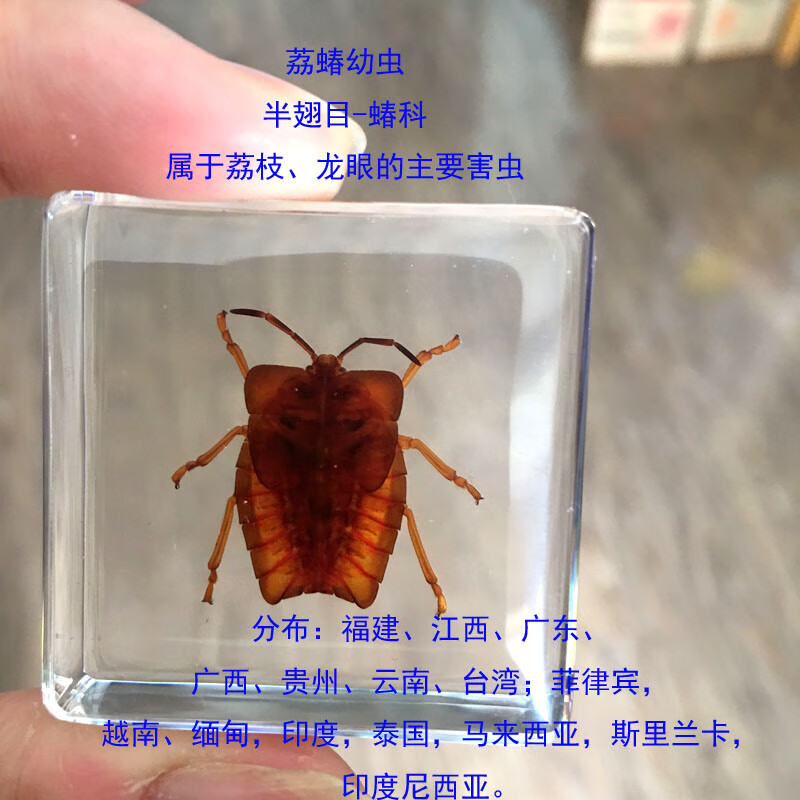 小动物真实昆虫树脂标本科学实验幼儿园儿童教学透明树