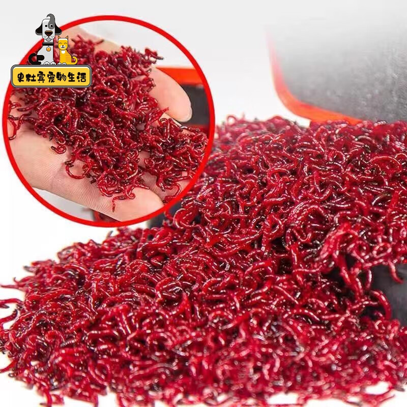 六角恐龙鱼饲料六角恐龙蝾螈专用饲料鲜活虫红线虫活体下沉底栖鱼食