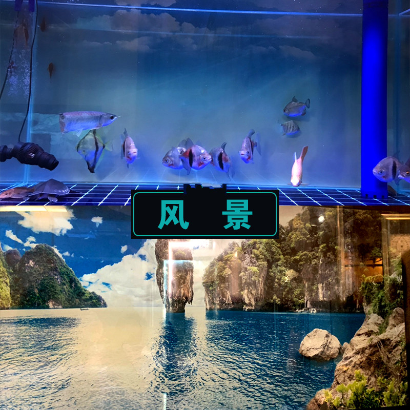 卉双鱼缸背景纸3d立体高清图画壁纸水族箱贴纸壁画风景造景装饰画定做