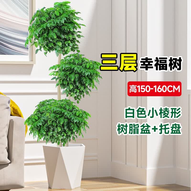 临雅幸福树客厅盆栽大型绿植办公室内好养植物大老桩平安树四季吸甲醛 三层幸福树1.5-1.7m-棱形盆+托盘使用感如何?