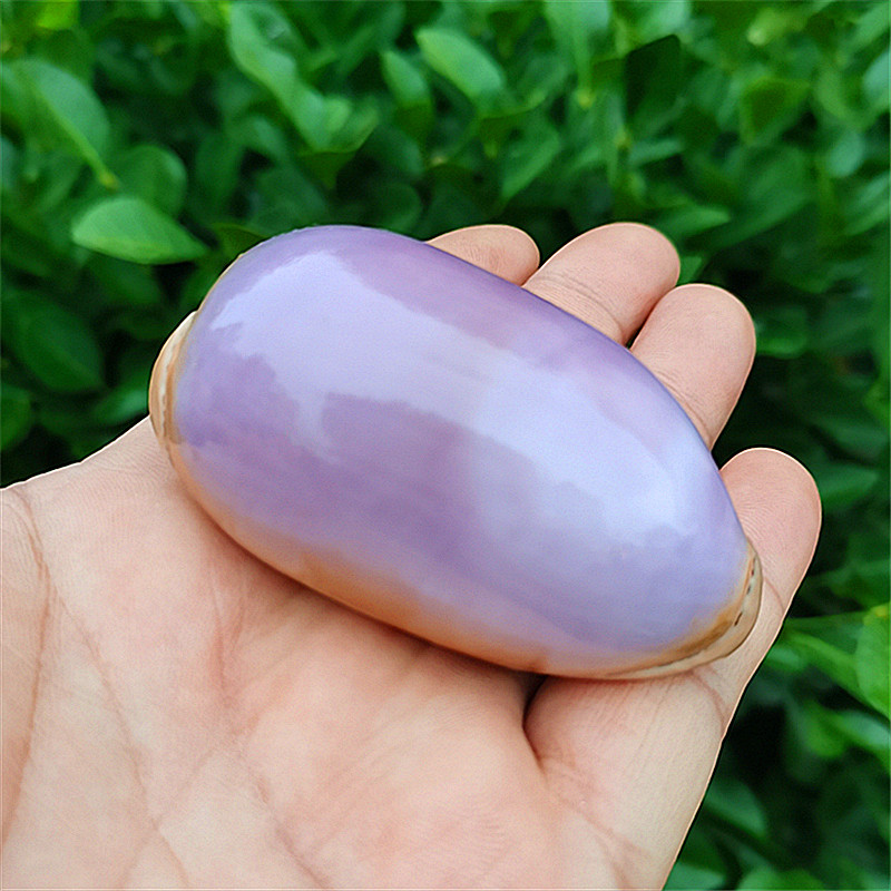 天然海螺贝壳去皮紫色宝螺百眼宝螺鱼缸水族造景装饰标本螺地州海家居