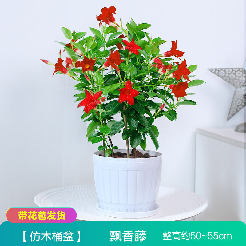 萬里飄香藤花苗盆栽植物室內(nèi)花卉四季開花好養(yǎng)易活庭院攀爬小綠植 特大號飄香藤包存活+仿木桶盆(高約50-55cm) 帶盆栽好