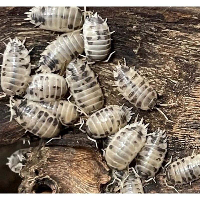 包活鼠妇活虫宠物潮虫子西瓜虫湿湿虫昆虫爬宠学生物实验 奶牛5只