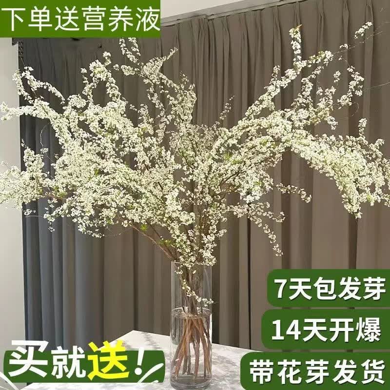 网红款鲜枝雪柳泡水开花水培冬季耐寒花卉干枝遇水开花绿植 干枝雪柳6枝赠6枝共发12枝《50cm 不带花瓶