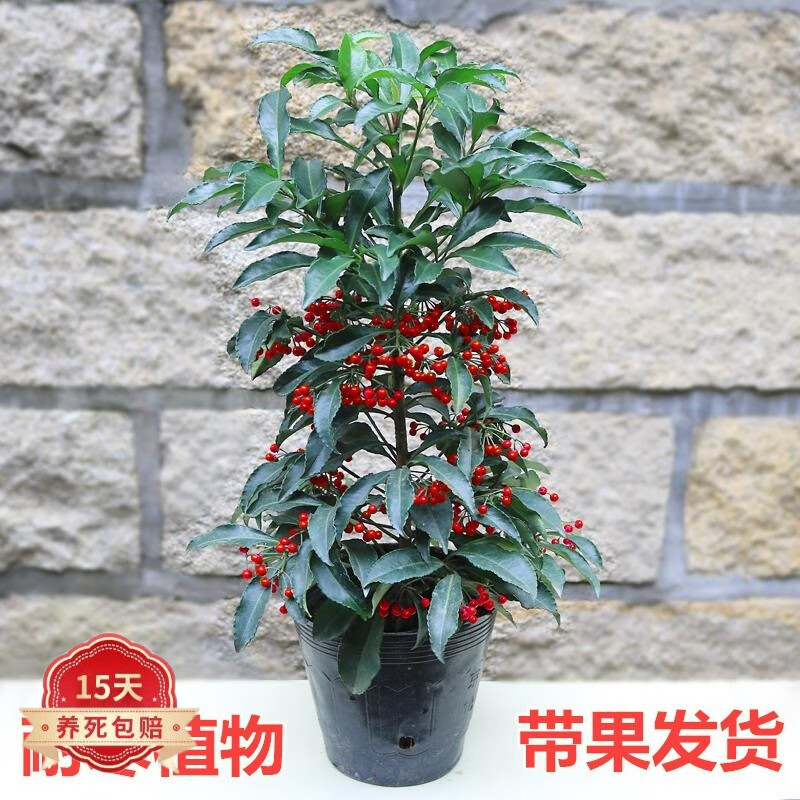 蝴蝶之舞 富贵子盆栽带果发货黄金万两室内盆栽金玉满堂富贵籽盆景