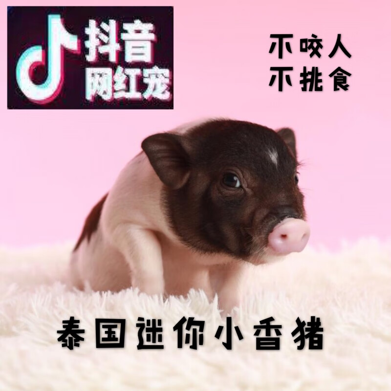 宠以沫(chong yimo)金猪活体猪可爱宠物猪泰国纯种小香猪迷你吉祥猪