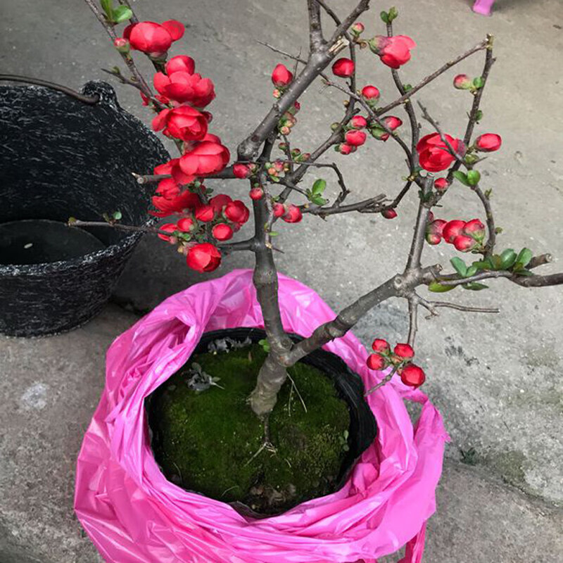 海棠花盆栽树苗盆景重瓣老桩庭院绿植物室内花卉阳台四季开花好养鑫意 长寿冠原土肥料可以联系备注品种 不含盆