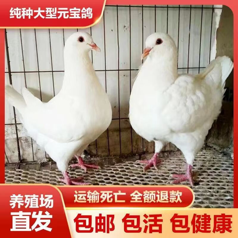 特大活物一对纯种元宝鸽大体鸽子巨型肉鸽种鸽活体包下蛋包活 白色
