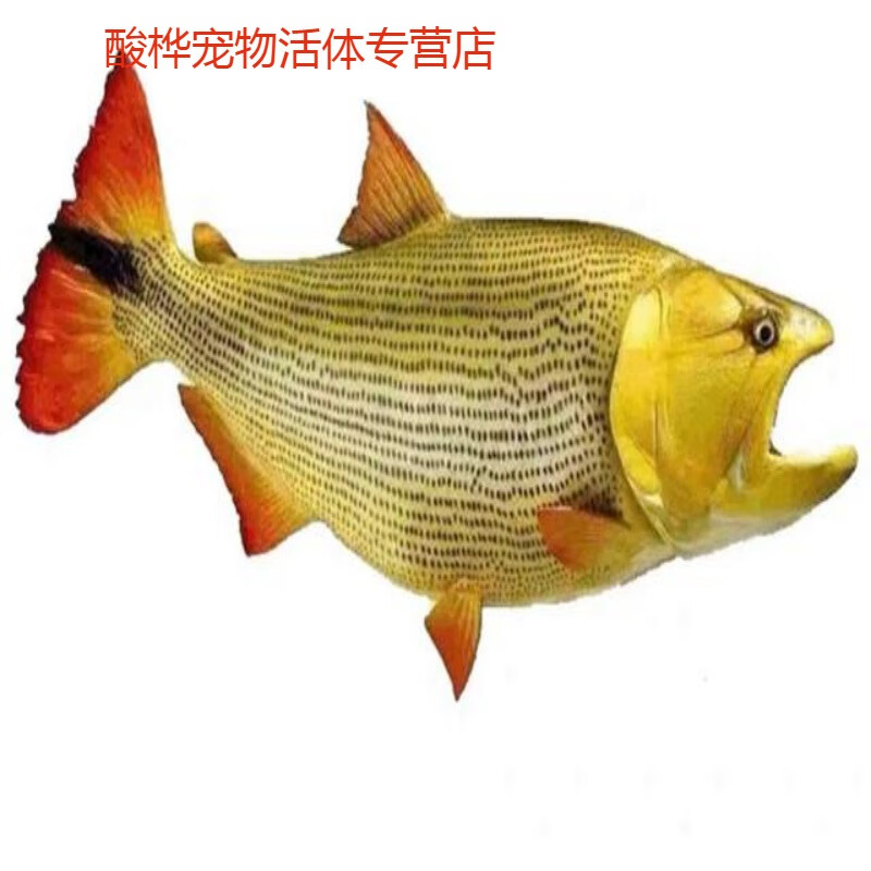 黄金河虎鱼河虎鱼巴西红尾河虎鱼龙鱼配鱼猛鱼观赏淡水鱼热带鱼 黄金