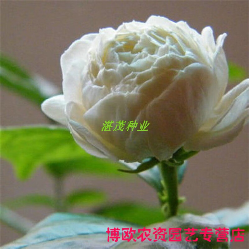茉莉白茉莉花种子 四季庭院阳台易种易活植物 重瓣虎头茉莉种子50粒