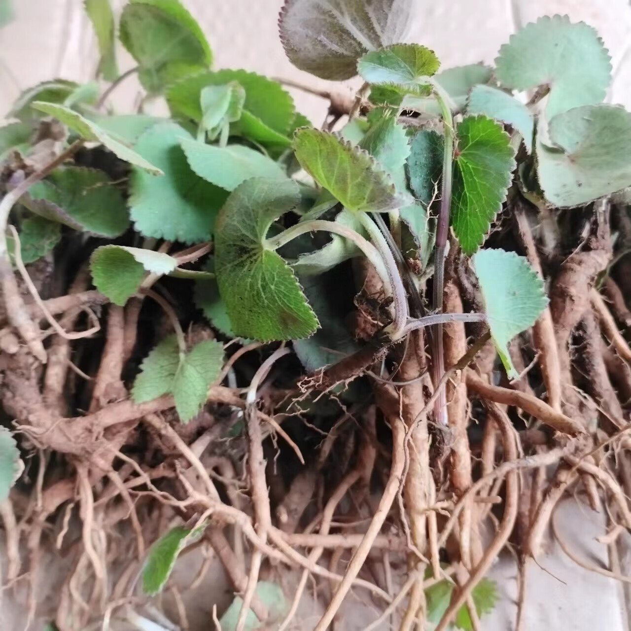 姒桀云南新鲜羊膻草 新鲜杏叶茴芹 新鲜现挖发货 500g