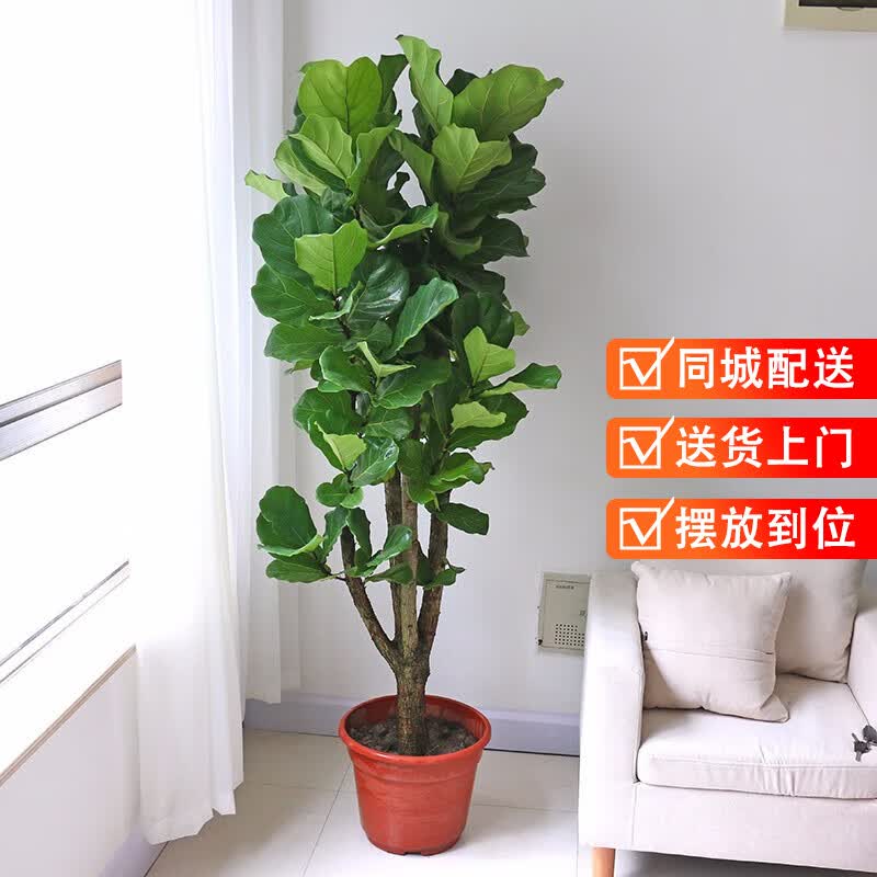 仙植缘 琴叶榕盆栽大型绿植观叶植物室内客厅办公室北欧绿植同城配送 粗杆分叉（原始盆）约1.5米使用感如何?